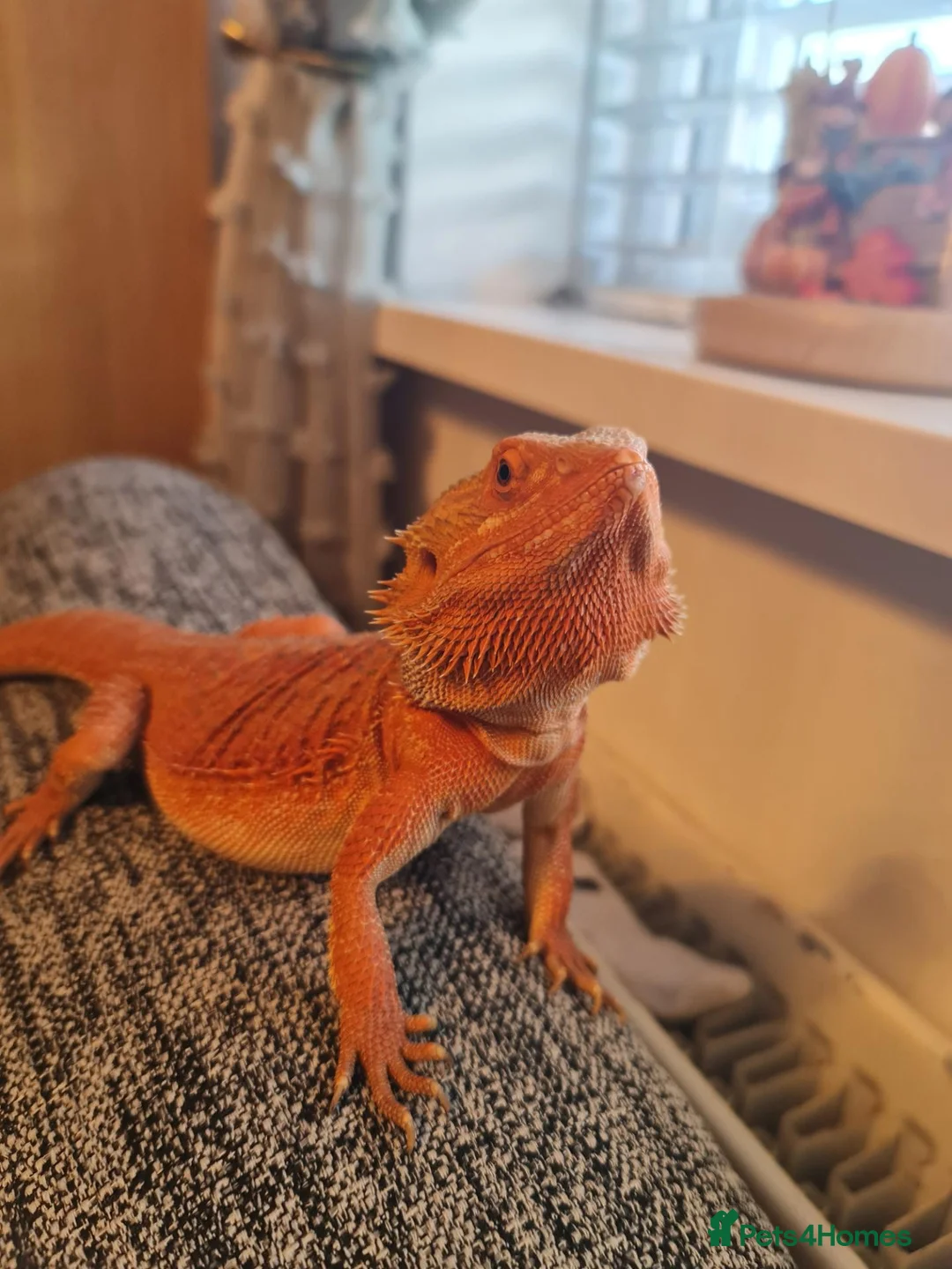 Bearded Dragon reptiles for sale: Bearded dragon orange  in Chester-le-Street - Advert 1