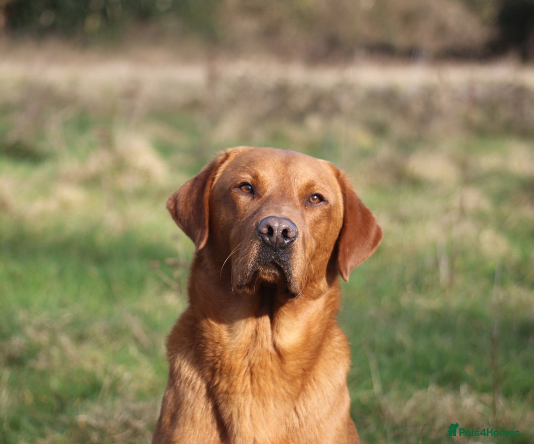 Labrador Retriever dogs for stud: Fox red working Labrador at stud - Image 7