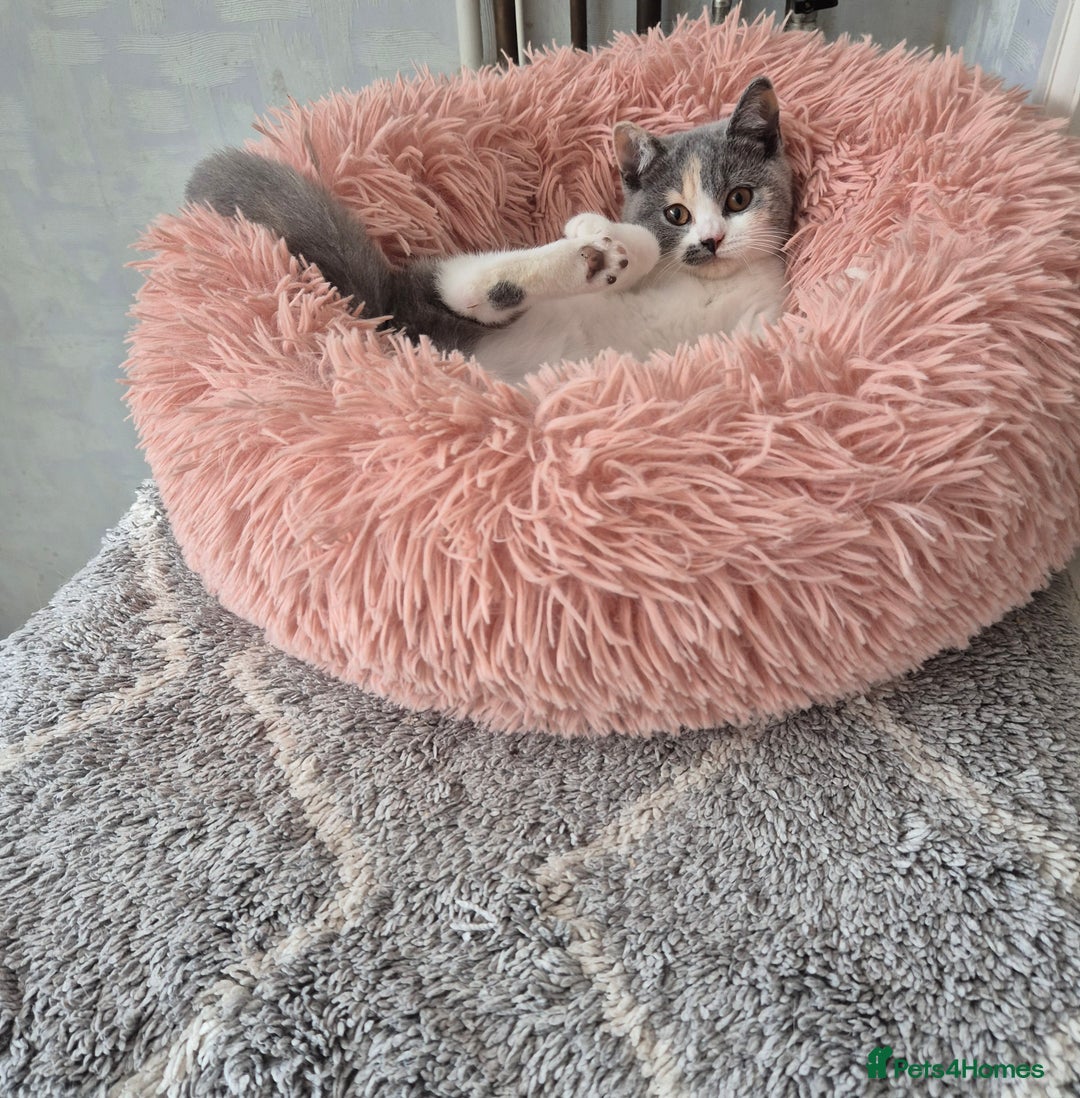 British Shorthair cats for sale: BSH from GCCF parents, champions in pedigree - Image 5