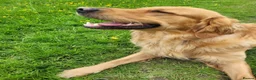 Golden Retriever dogs for sale: Beautiful girl due puppies - Advert 18