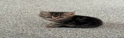 British Shorthair cats for sale: Beautiful female tabby - Advert 4
