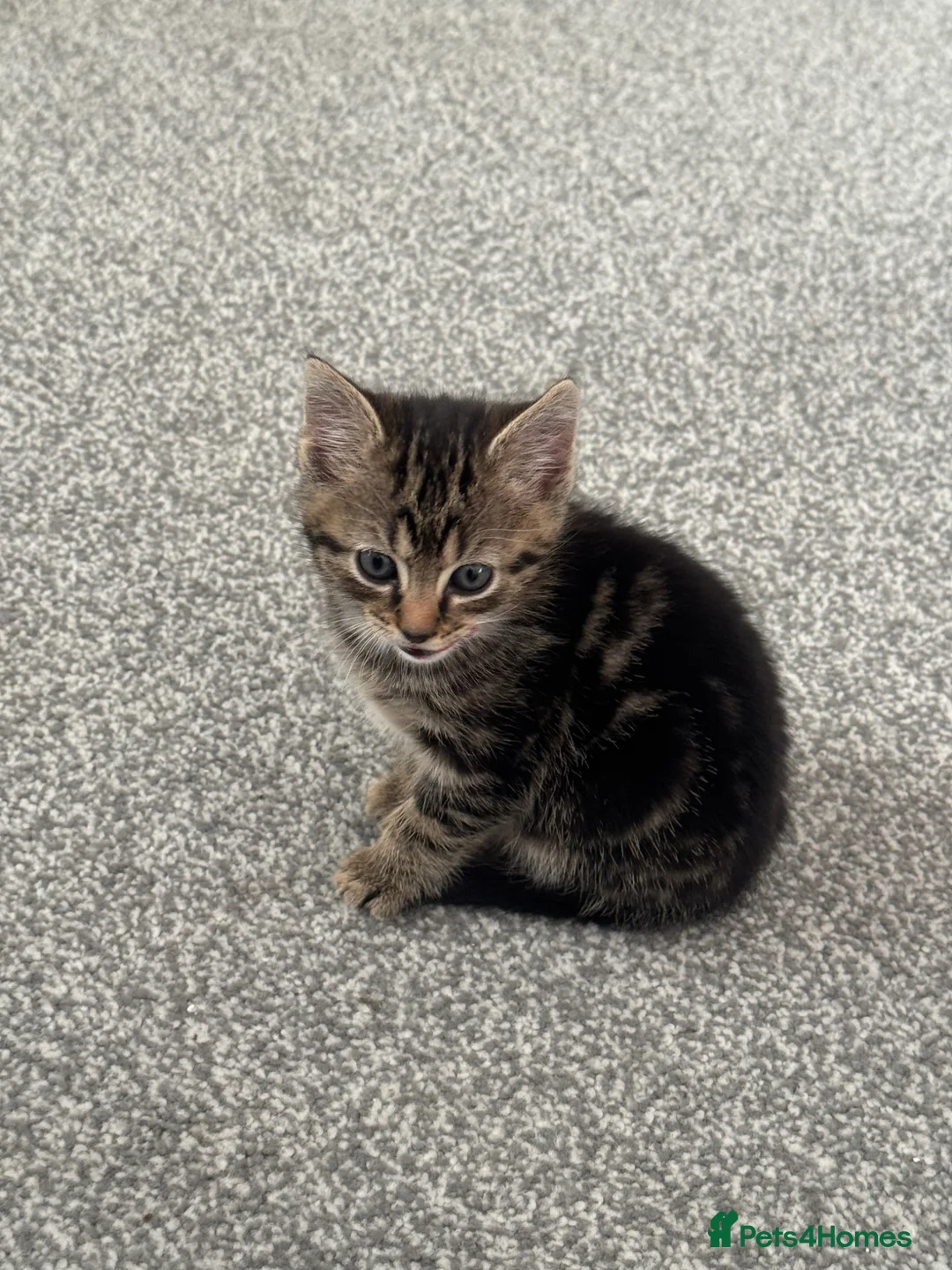 British Shorthair cats for sale: Beautiful female tabby - Advert 4