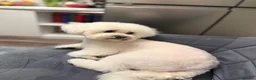 Bichon Frise dogs for sale: ⭐️Gorgeous Bichon Frise Puppies Available ⭐️ - Advert 8
