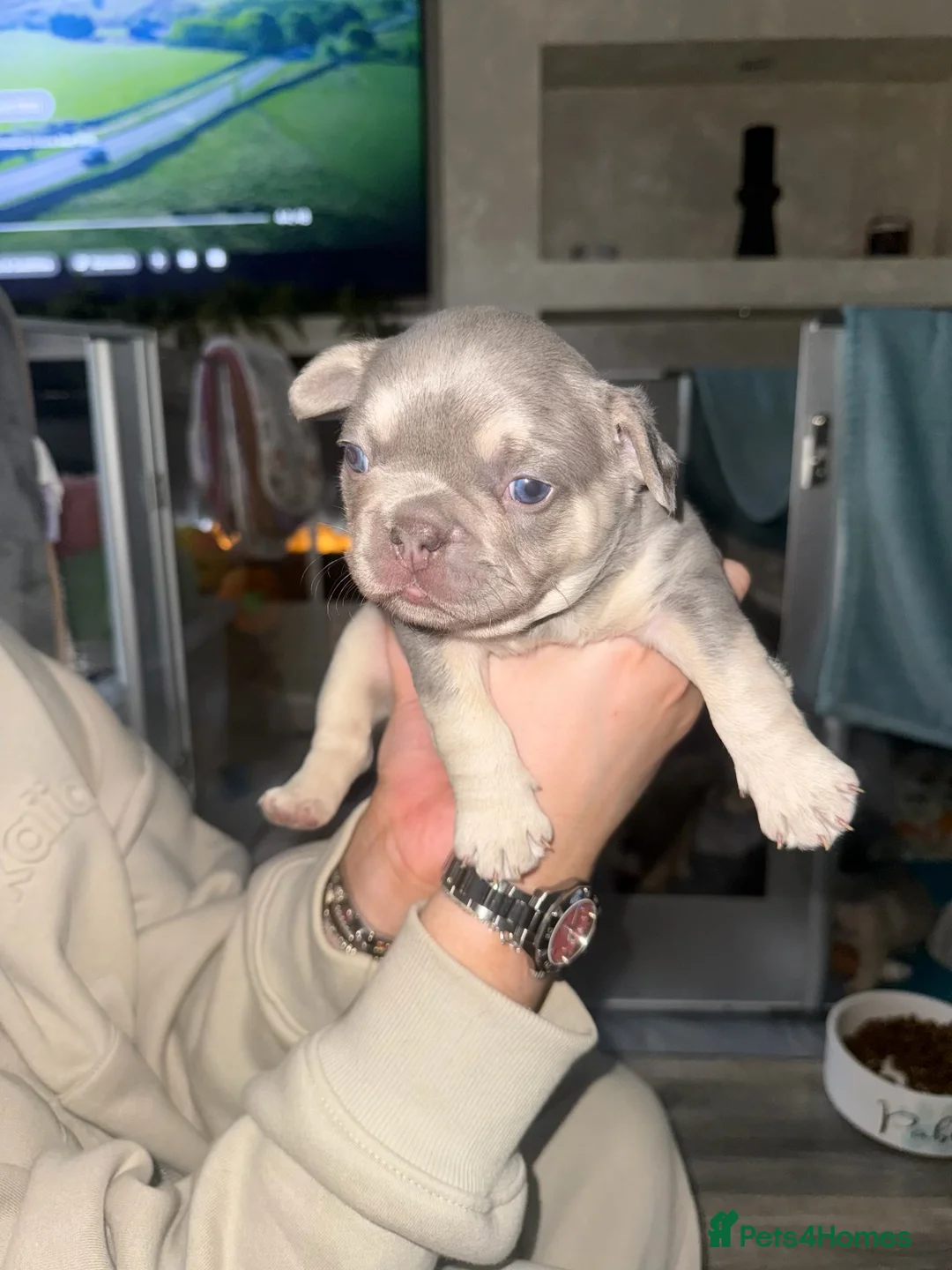 French Bulldog dogs for sale: Elegant Litter of Six KC Registered French Bulldog - Advert 15