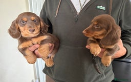 Dachshund dogs for sale: KC Long Haired Miniature Dachshund Puppies - Image 21
