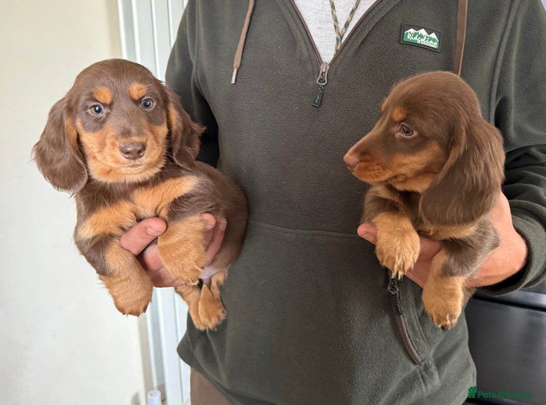 Dachshund dogs for sale: KC Long Haired Miniature Dachshund Puppies - Image 21