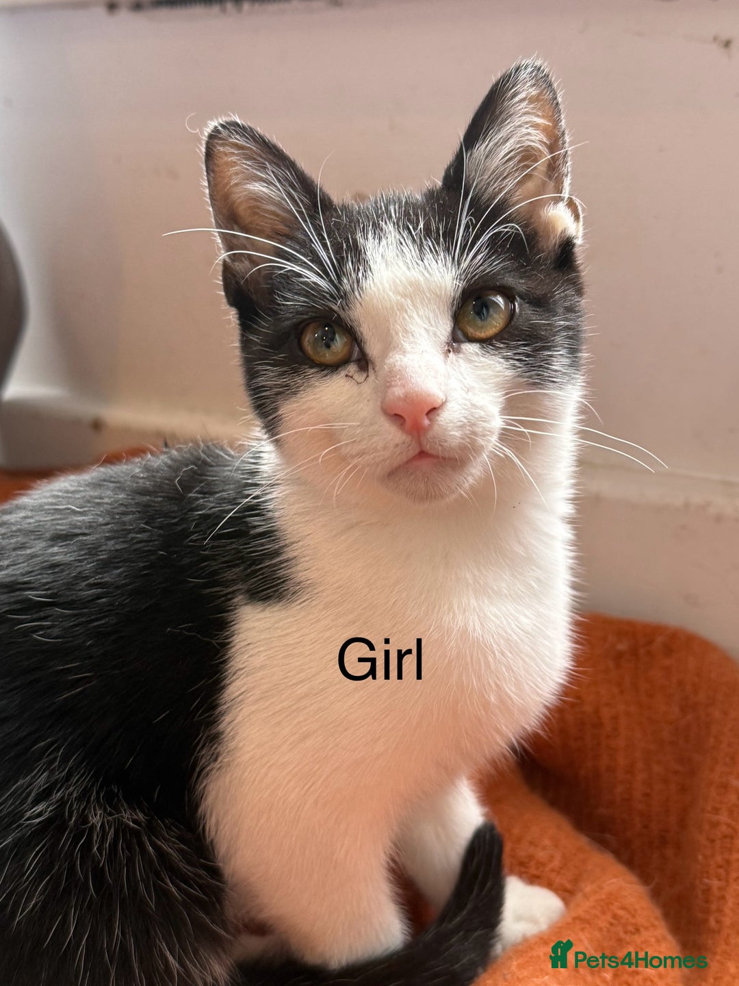 Mixed Breed cats for sale: 7 kittens for sale  - Image 6