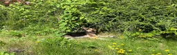 Mixed Breed dogs for adoption: ❤️🐶 ILO – HER BEST YEARS ARE STILL AHEAD in Croydon - Advert 7