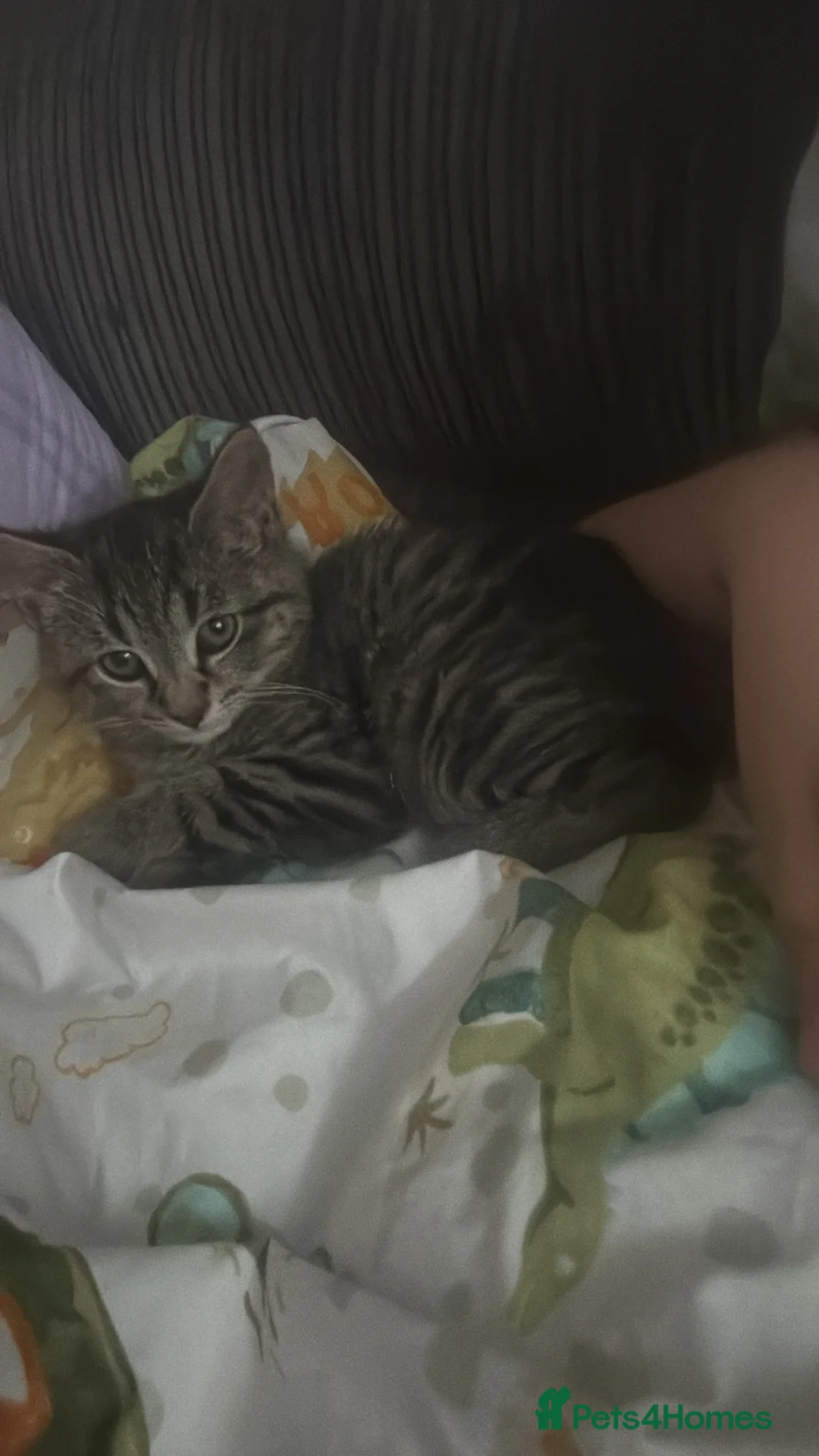 British Shorthair cats for sale: Kitten  in Wellington - Advert 2