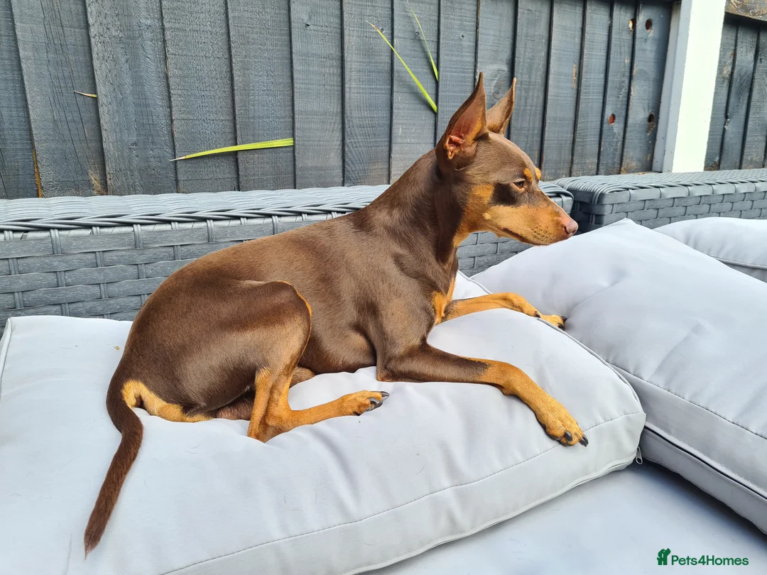 Miniature Pinscher dogs for stud: KC Registered miniature pinscher for stud  in Bolton - Advert 3