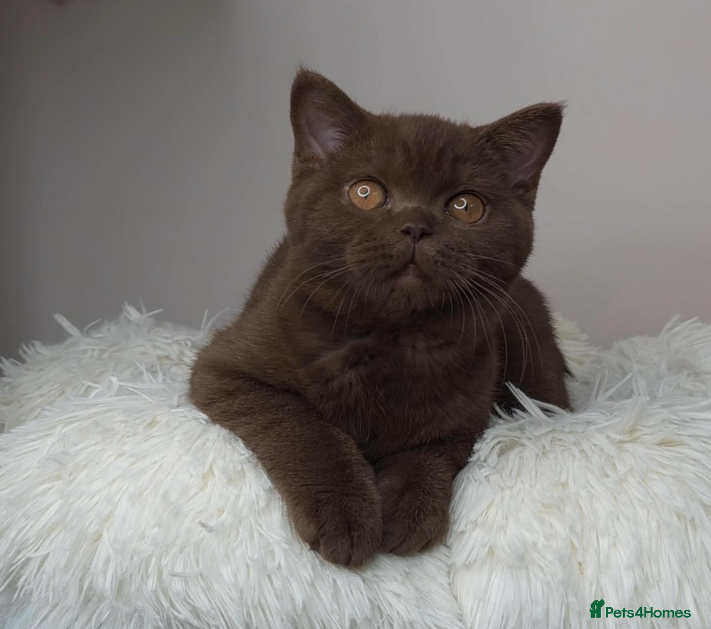 British Shorthair cats Cinnamon British Shorthair Female 🧡👑 - Advert 13