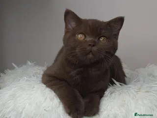 British Shorthair cats Cinnamon British Shorthair Female 🧡👑 - Advert 1