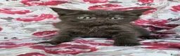 British Shorthair cats for sale: British shorthair crossed kitties  - Advert 7