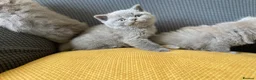 British Shorthair cats for sale: GCCF Registered British Shorthairs / Longhairs - Advert 11