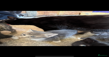 British Shorthair cats - Advert 16