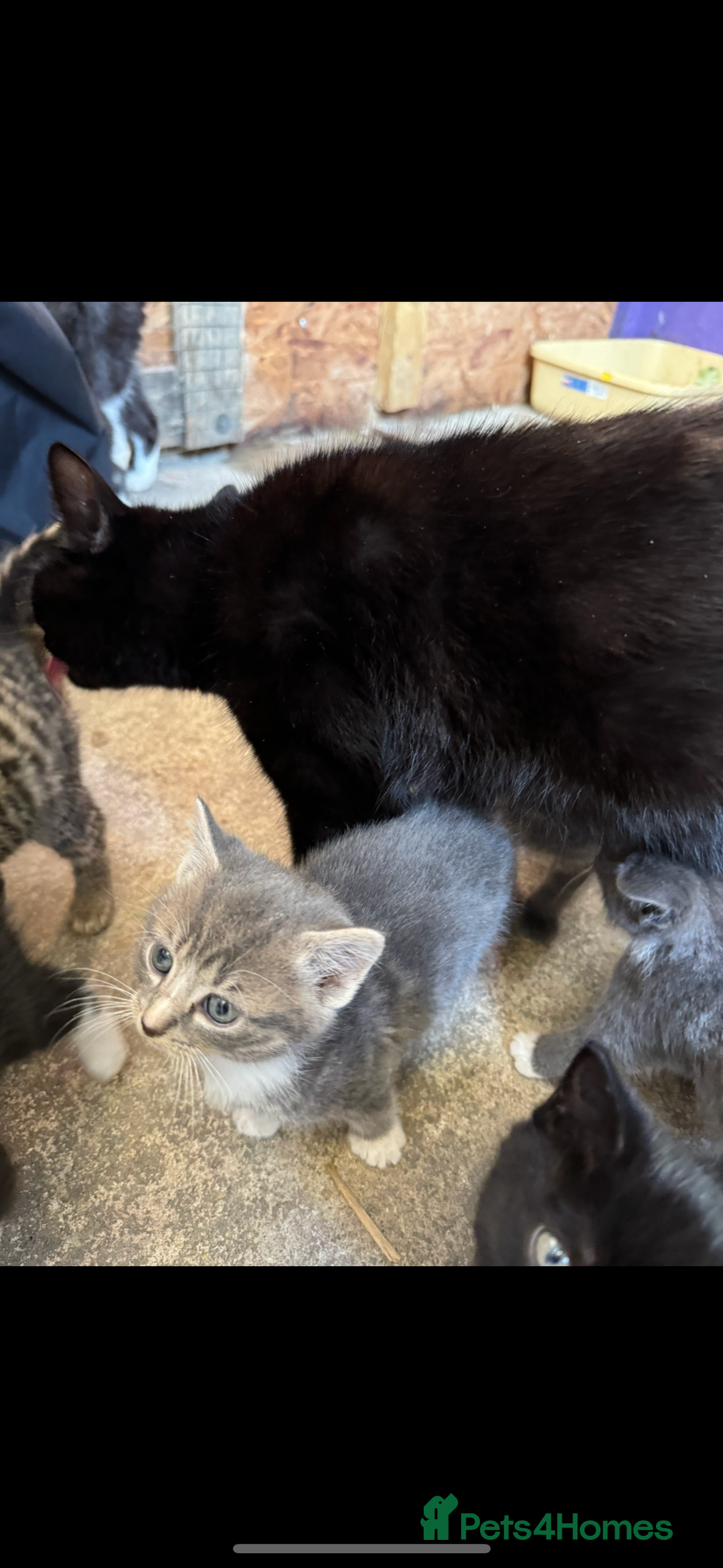 British Shorthair cats for sale: Beautiful kittens for sale - Image 5