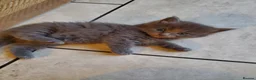 Mixed Breed cats for sale: Half Pedigree kittens - Advert 3