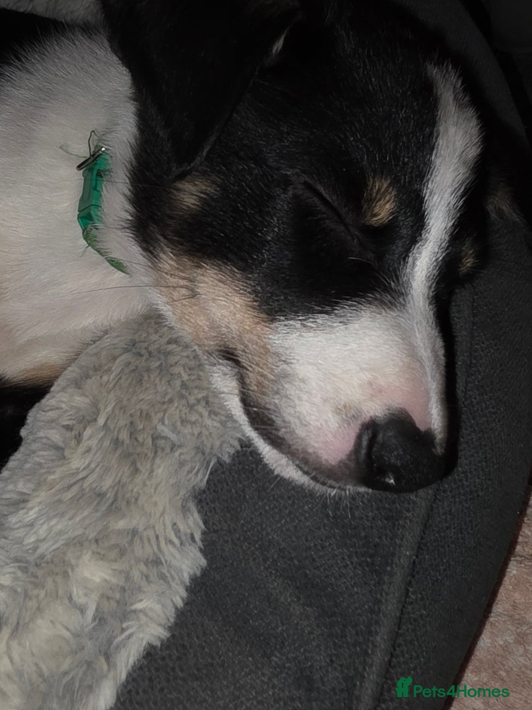 Border Collie dogs for sale: Border collie puppies - Advert 9