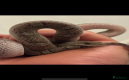 Corn Snake reptiles for sale: Charcoal Corn Snake morph and 3ft viv set up - Advert 2