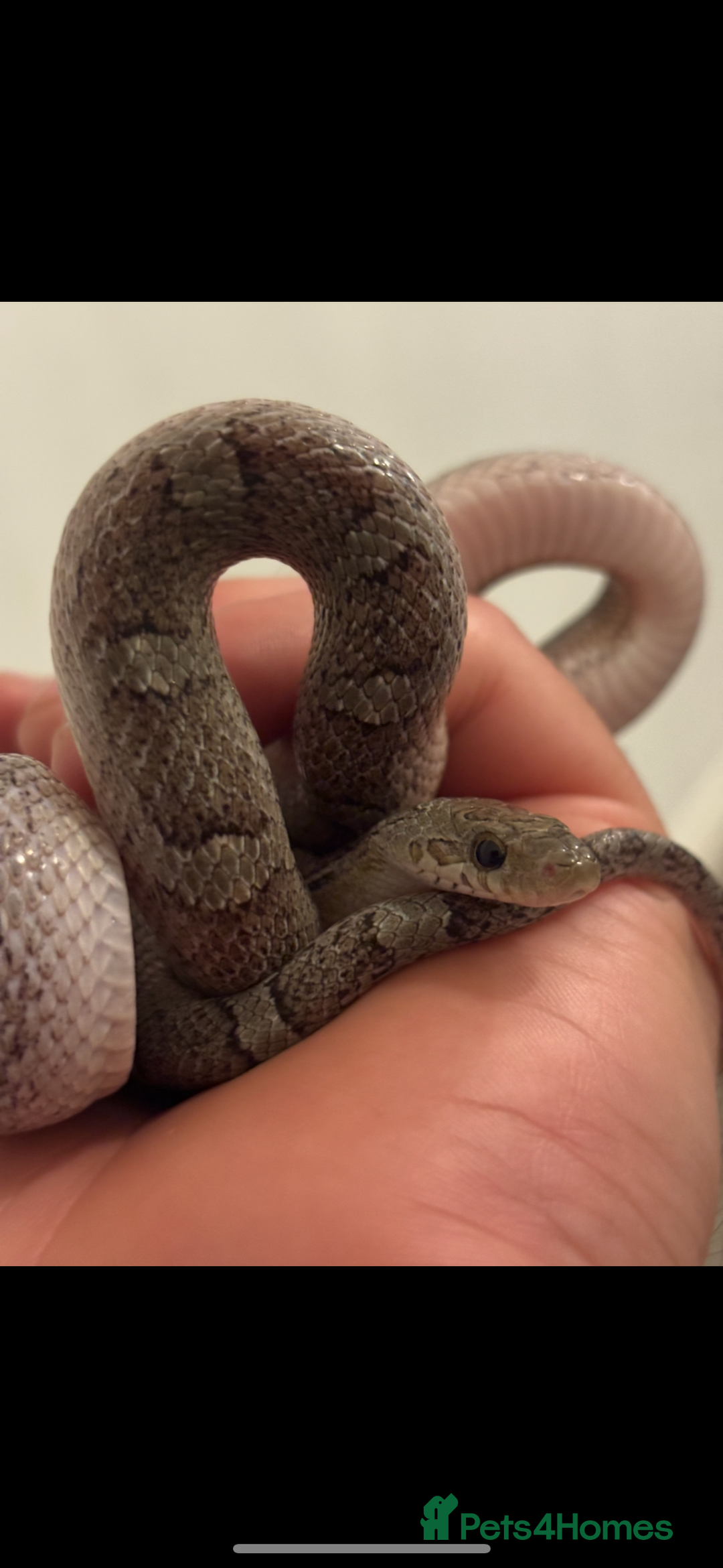 Corn Snake reptiles for sale: Charcoal Corn Snake morph and 3ft viv set up - Advert 2