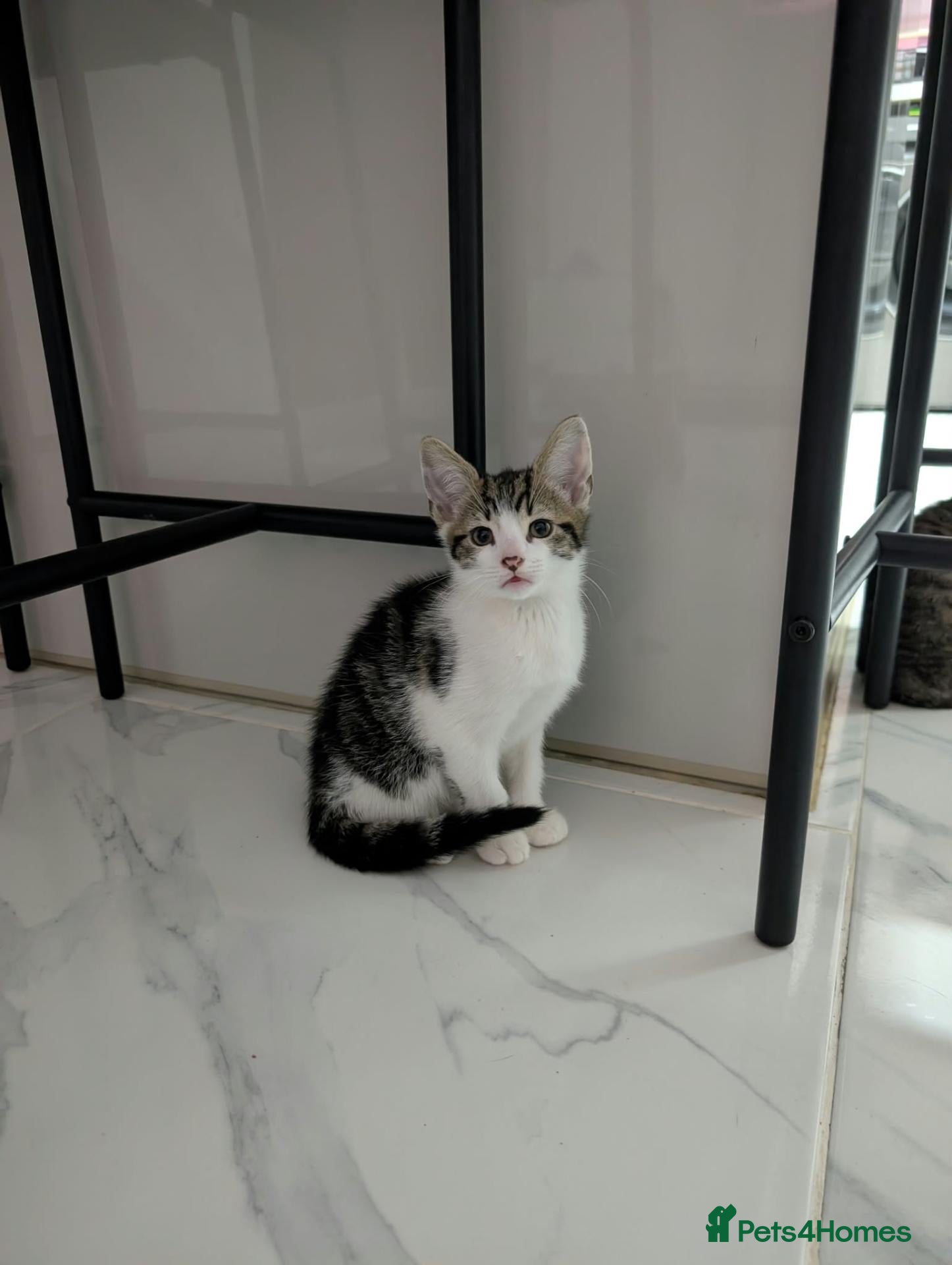 Mixed Breed cats Kittens for Sale (Last male left) - Advert 1