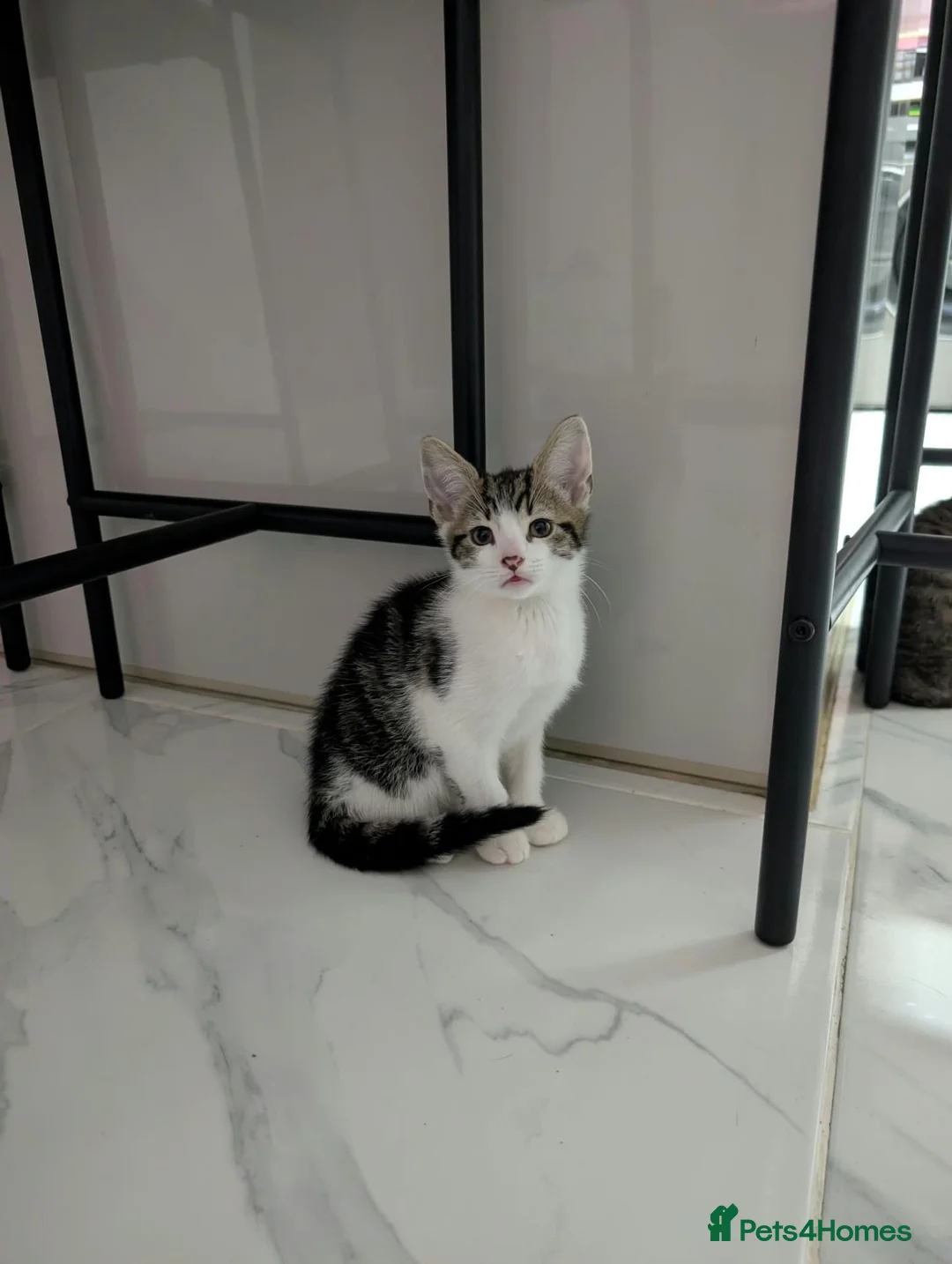 Mixed Breed cats for sale: Kittens for Sale - Advert 8