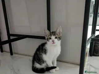 Mixed Breed cats Kittens for Sale (Last male left) - Advert 1