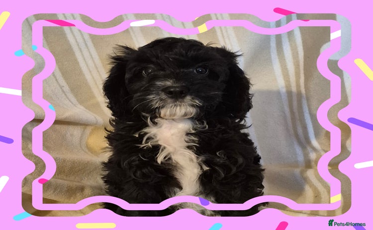 Cavapoo dogs - Advert 1