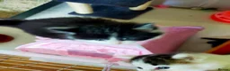 Mixed Breed cats for sale: Kittens for sale  in Alfreton - Advert 14