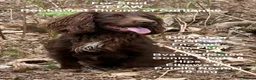 Cocker Spaniel dogs for sale: Working cocker spaniel puppies  in Edenbridge - Advert 3