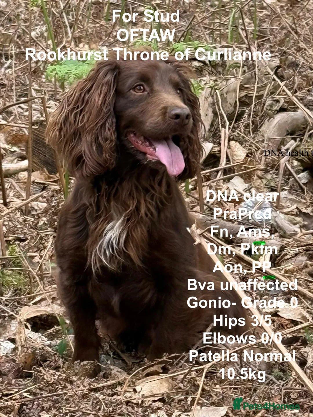 Cocker Spaniel dogs for sale: Kc Reg Working cocker spaniel puppies  - Advert 6