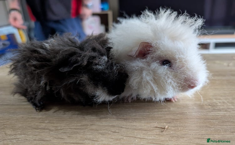 Guinea Pig rodents - Advert 4