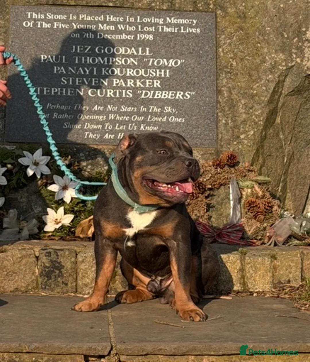 Staffordshire Bull Terrier dogs for sale: 7 Month Old Male Staff Cross – £600 - Advert 1