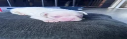 French Bulldog dogs for sale: French bulldog puppies  - Advert 25