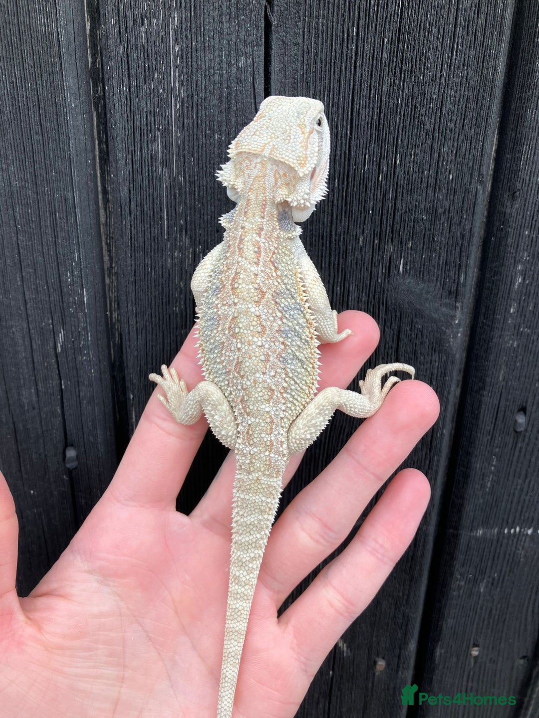 Bearded Dragon reptiles for sale: Bearded Dragons - stunning babies  - Image 19