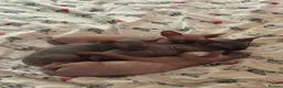 Sphynx cats for sale: Canadian sphynx kittens looking for home - Advert 3