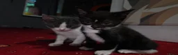 Domestic Shorthair cats for sale: Sweet little kittens looking new homes - Advert 7