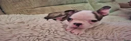 Boston Terrier dogs for sale: Boston Terrier puppies  - Advert 9