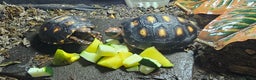 Tortoise reptiles for sale: Redfoot cherryhead tortoise - Advert 3