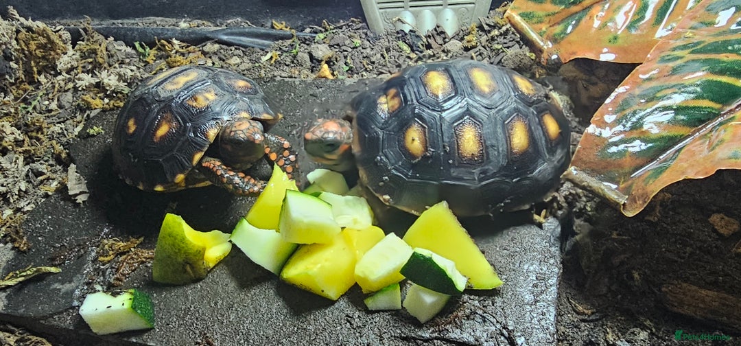 Tortoise reptiles for sale: Redfoot cherryhead tortoise - Advert 3