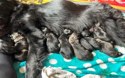 German Shepherd dogs for sale: STUNNING KC REG BLACK + SABLE LONG COATED PUPPIES - Image 9