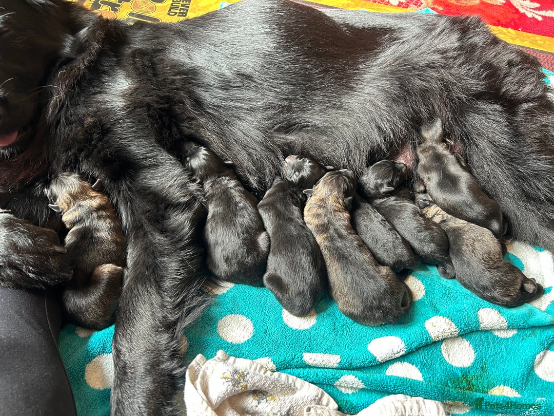 German Shepherd dogs for sale: STUNNING KC REG BLACK + SABLE LONG COATED PUPPIES - Image 9