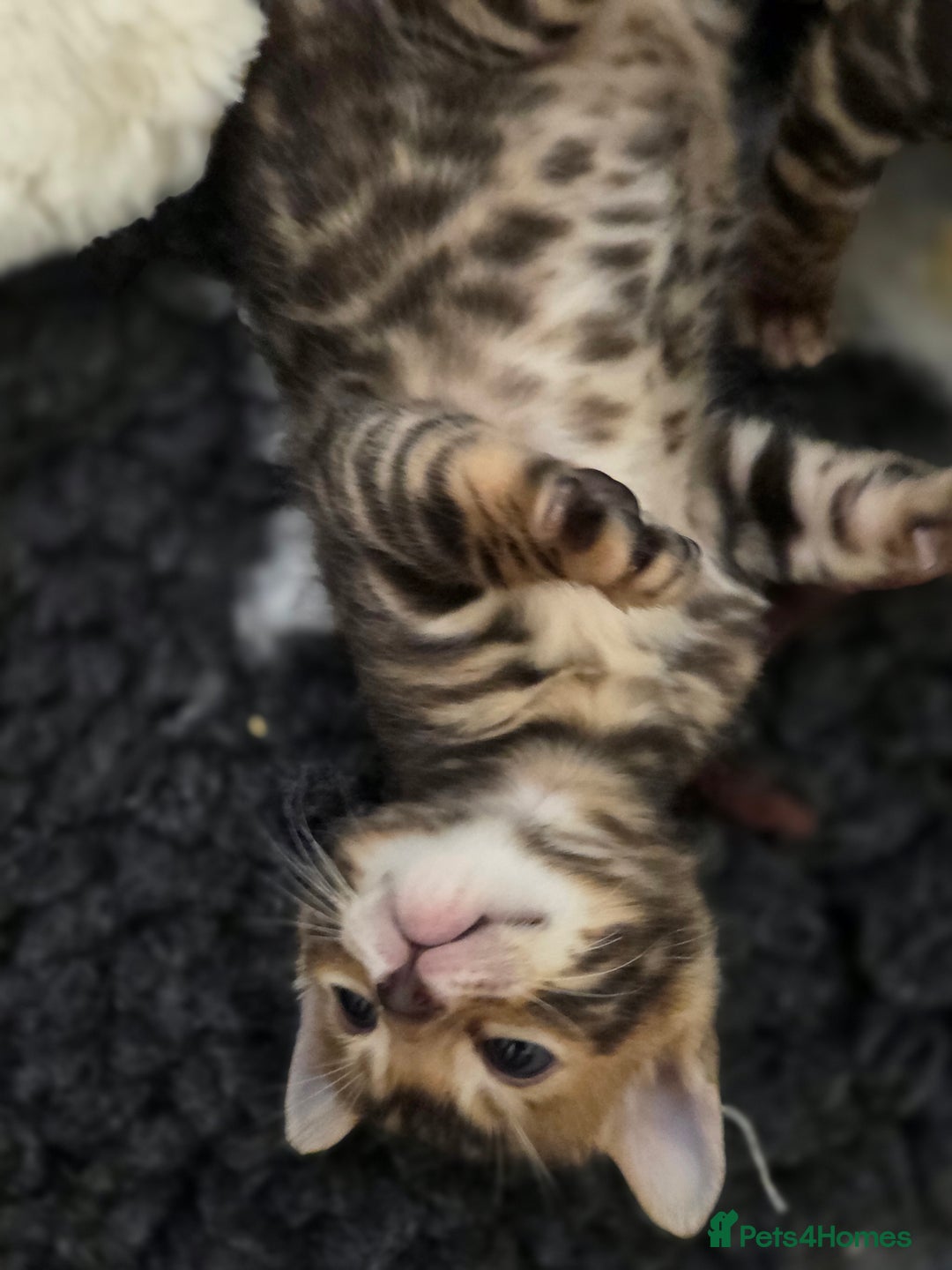 Bengal cats for sale: 🐾Gorgeous Female Bengal Kitten Available! - Image 6