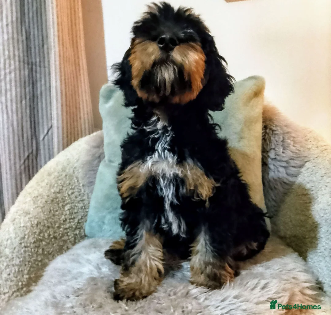 Cockapoo dogs for stud: STUD! Stunning Rare Tri-Colour Phantom Boy - 2027 - Advert 1