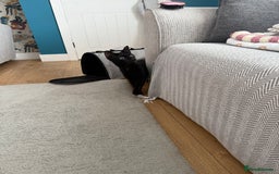 Bombay cats for sale: Female black cat  - Image 3