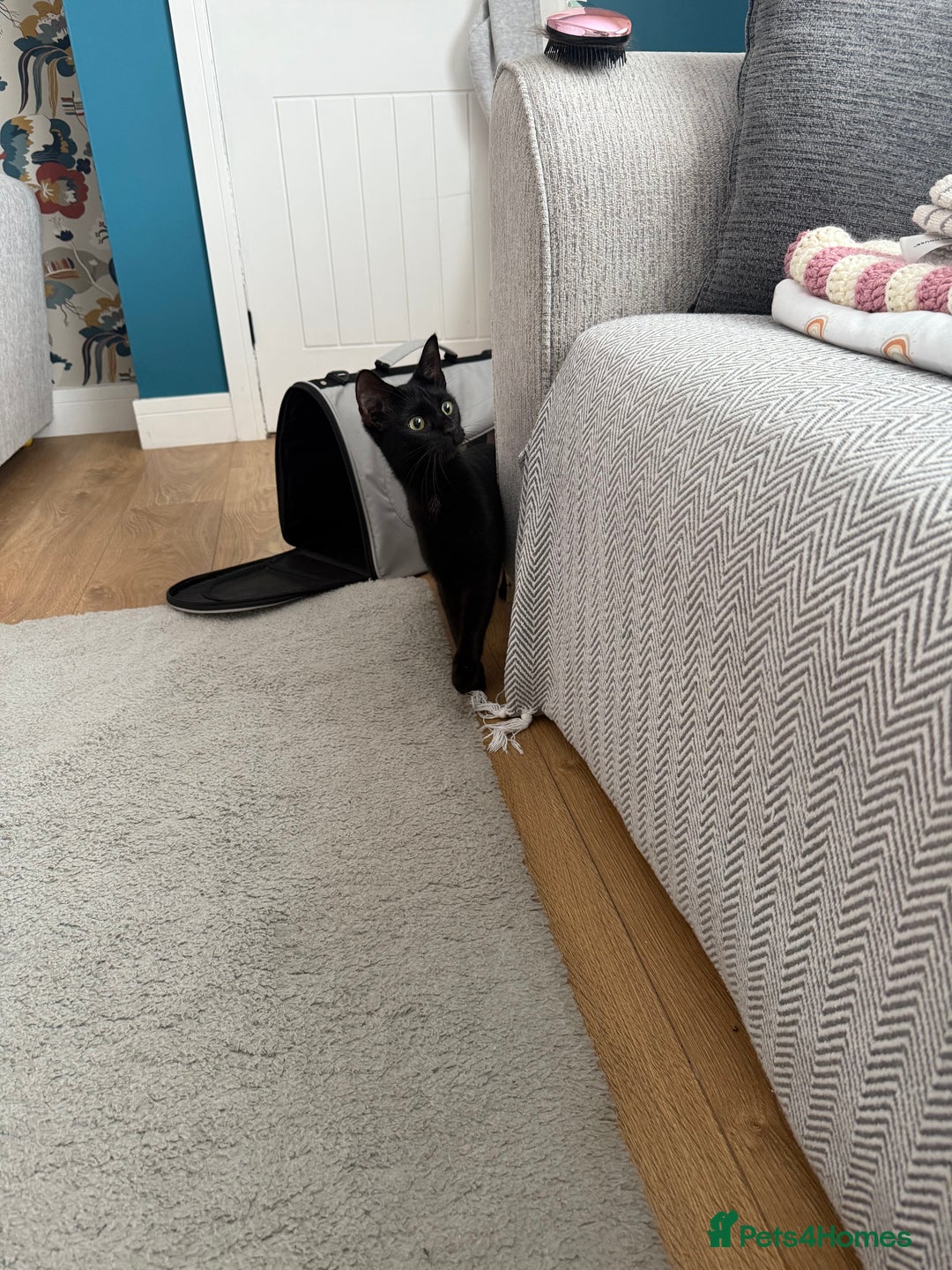 Bombay cats for sale: Female black cat  - Image 3