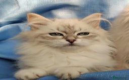 Siberian cats for sale: GCCF Registered Pure Siberian kittens For Sale.   - Image 21