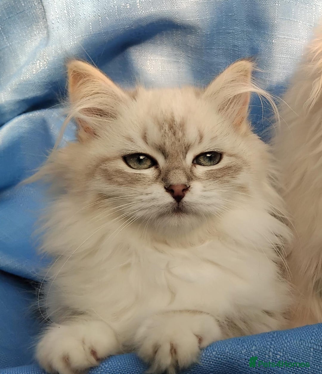 Siberian cats for sale: GCCF Registered Pure Siberian kittens For Sale.   - Image 21