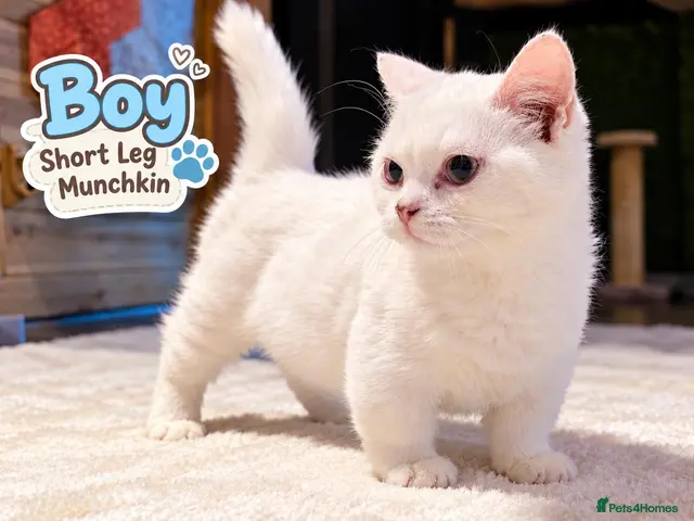 Munchkin cats for sale: Munchkin kittens - Advert 1
