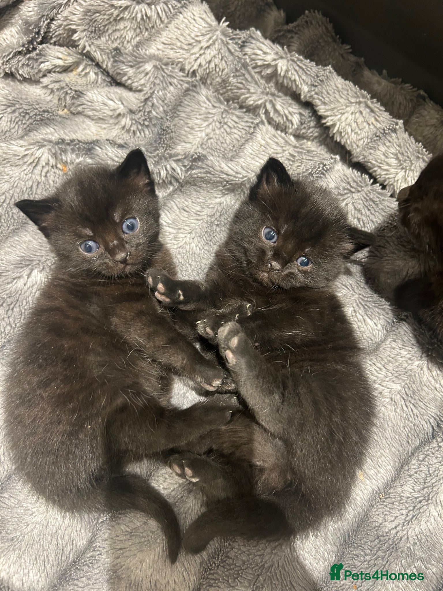 Mixed Breed cats 5 Fluffy shadow black kittens - Advert 21